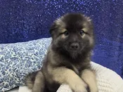 Keeshond – 13956
