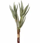 16" Aloe Stem - 3 Heads