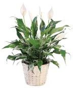 BLOOMING PEACE LILY