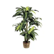 4FT DRACAENA TREE &amp;amp; BASKET