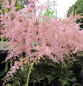 Astilbe simplicifolia 'Sprite'