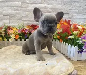 French Bulldog – 9377