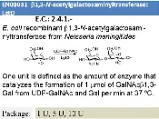 b1,3-GalNAc transferase (LgtD)