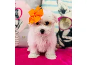 Morkie – 3884