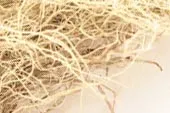 Usnea lichen, whole, wild crafted