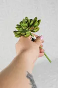 Baby Aeonium Pick
