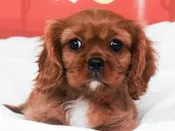Cavalier King Charles – 49494