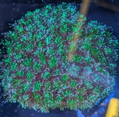Galaxy Coral