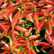 Andromeda - Pieris japonica 'Mountain Fire'