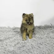 Pomeranian