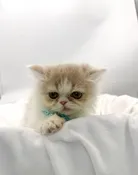 Munchkin (M) 14726