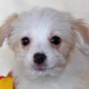 Aussie-Poo Puppy for Sale