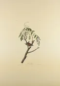 Plate 104-Chipping Sparrow — Taylor Clark Gallery