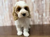 Cockapoo – 4390