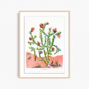 Cholla (yellow edition) — Lilco Studio