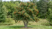 European Mountain Ash