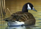 "Canada Goose"