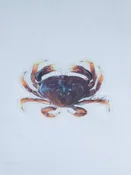 Abachar Dungenese Crab Sticker
