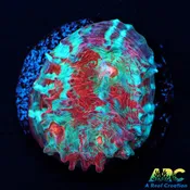 ARC Crazy Calypso Chalice