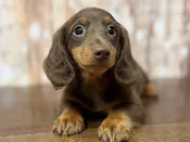 Dachshund – 4386