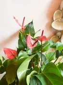 Pink Anthurium *Rockaway Peninsula delivery only* — The Swellife