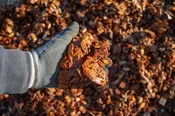 Alder Playground Chips