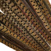 10 PC/PKG RINGNECK PHEASANT TAILS 14-16" - NATURAL