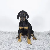 Doberman Pinscher