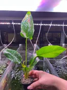 Anubias Hastifolia - Pot