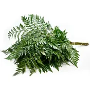 Leatherleaf Fern [5 Bunches]