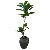 4' Ficus Tree in a Black Terracotta Pot
