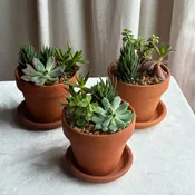 Succulent Dish - Small Terracotta