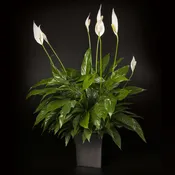 Simple Yet Elegant - Small