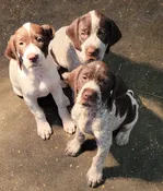 GWP Puppy (After Deposit) — Bald Mountain Labradors