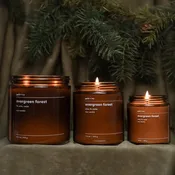evergreen forest