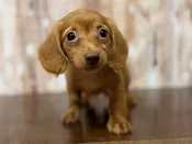 Dachshund – 4385