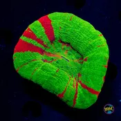 Bleeding Apple Scolymia