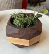 Cactus Planter