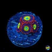 Circus Zoanthids