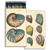 18th Century Shells  HomArt Matches