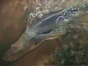 Backwater Snook Ltd Edition Giclee on Paper