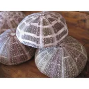 Alfonso Sea Urchin (1 PC) — Candy's Cottage