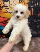 Buddy