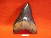 4 1/8″ Megalodon Tooth / Shark Tooth / Fossil