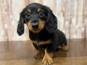 Dachshund – 4388
