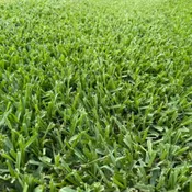 Common St. Augustine - King Ranch Turfgrass