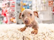 Miniature Pinscher