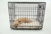 Crate Rental for Training Camp — Mahogany Ridge: Your Dog's Learning Center