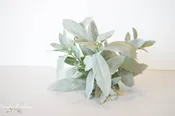 Faux Sage Floral