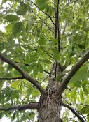 Chinkapin Oak